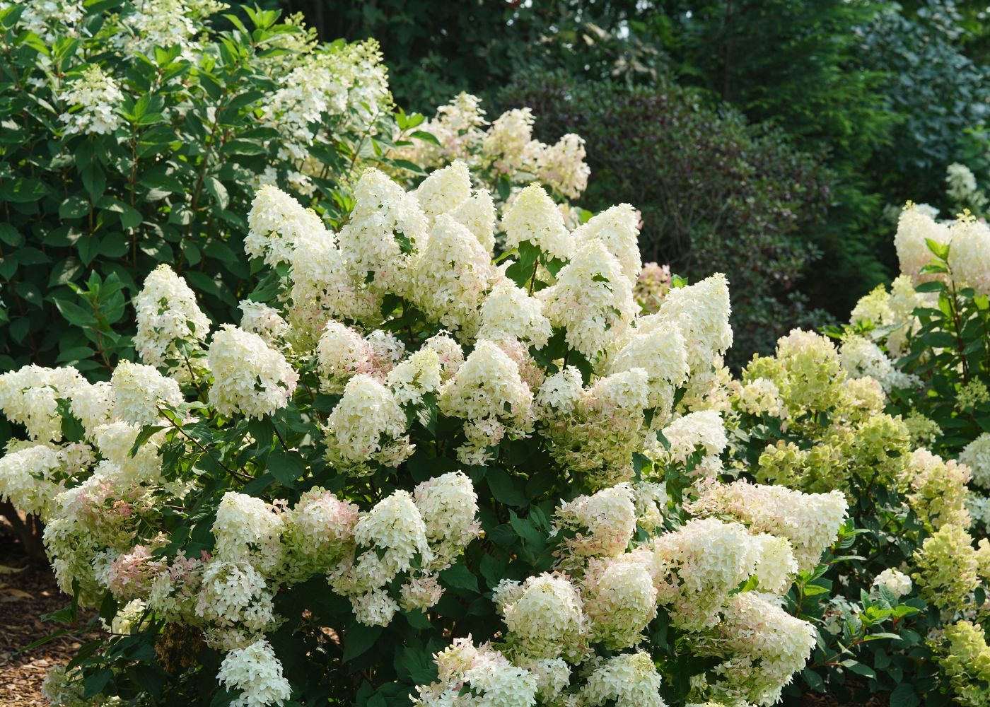Blossoming white panicle hydrangea bush with green foliage in a garden setting