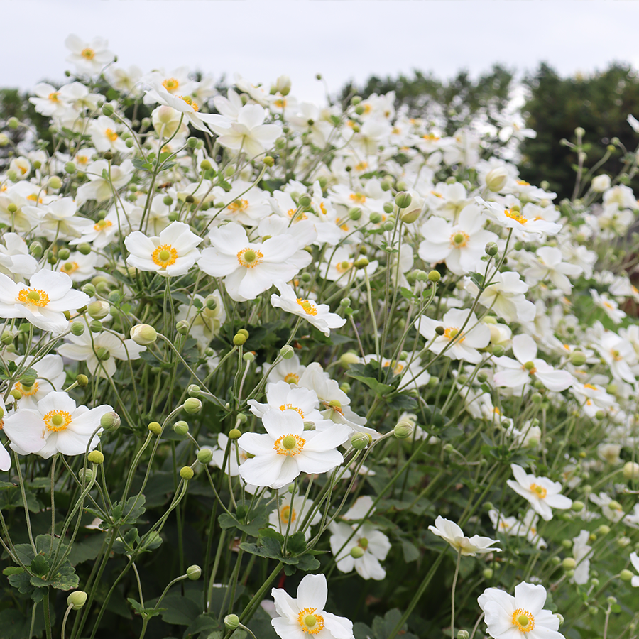 Honorine Jobert Japanese Anemone - Thumbnail 2