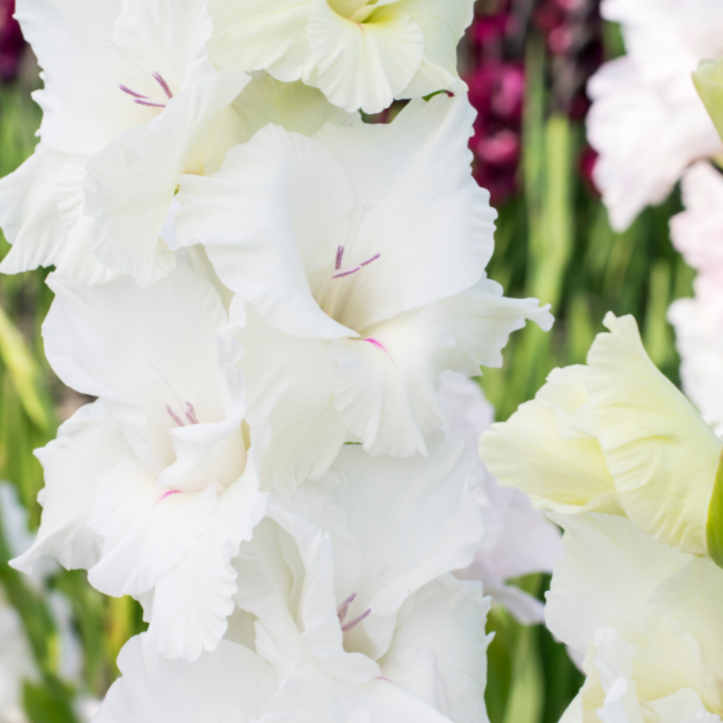 'White Prosperity' Gladiolus close up of white flowers with ruffled edge.