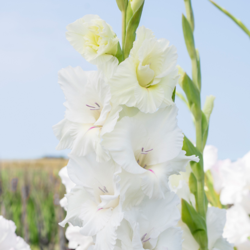'White Prosperity' Gladiolus with tall flower spikes in summer.