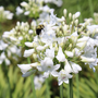 Close up image of white lily of the nile flowers with a bumblebee