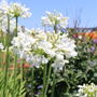 White lily of the nile flowers in a sunny garden