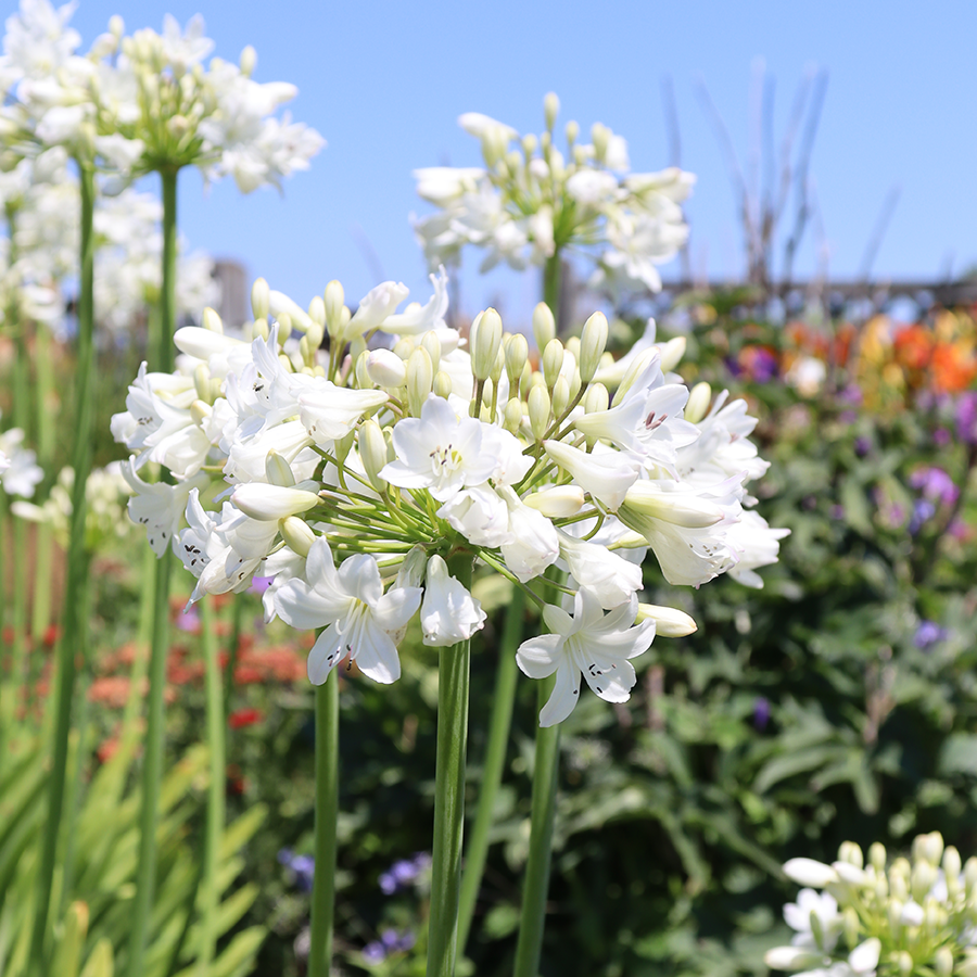 white lily of the nile flower 'Galaxy White' Lily of the Nile (Agapanthus)