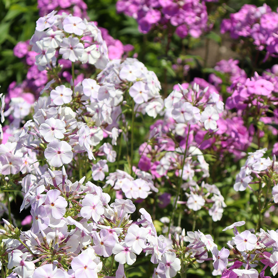 Close up image of purple and white phlox flowers