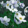 White and purple Japanese anemone flowers with yellow centers on a green leafy background