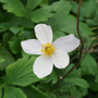 White anemone flower with yellow center on a green leaf background