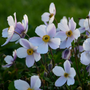 Close-up of white and purple Japanese anemone flowers with yellow centers on a green background
