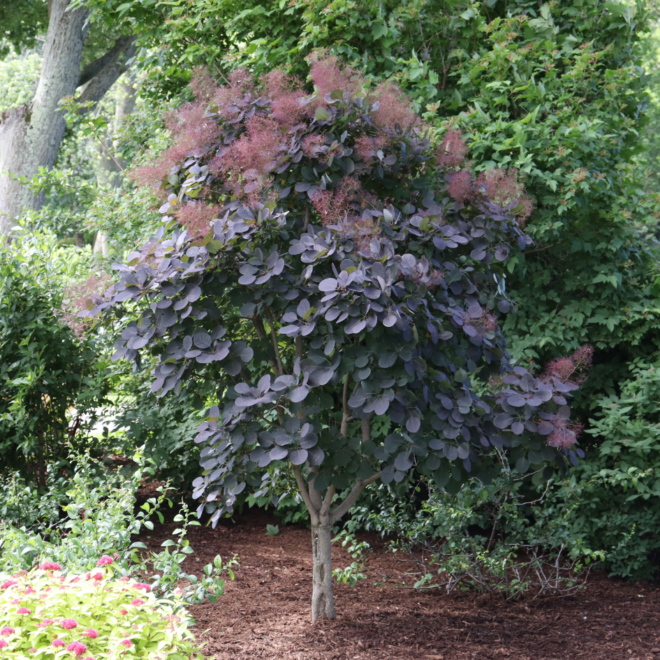 Smokebush pruned into a small tree in the landscape
