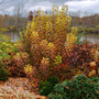 Autumn smokebush foliage with a river and trees in the background