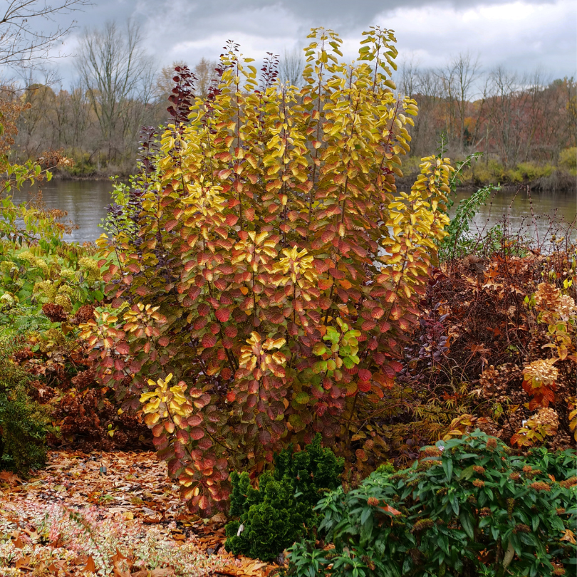 Autumn smokebush foliage with a river and trees in the background