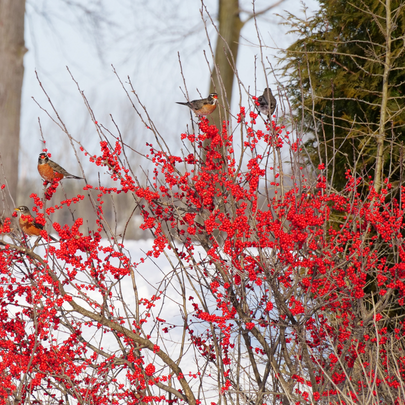 Birds feeding on the bright red berries from Berry Poppins winterberry holly in a winter garden