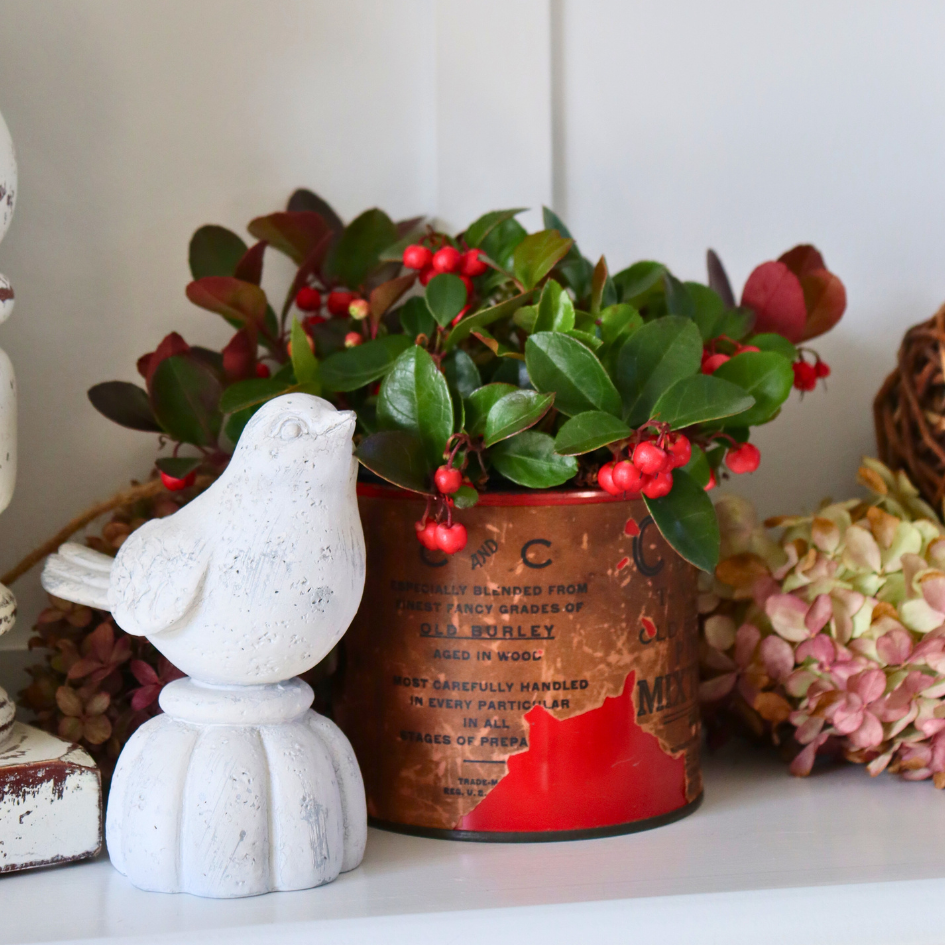 Up close image of wintergreen berries on a mantle
