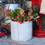 Wintergreen berries spilling out of pot