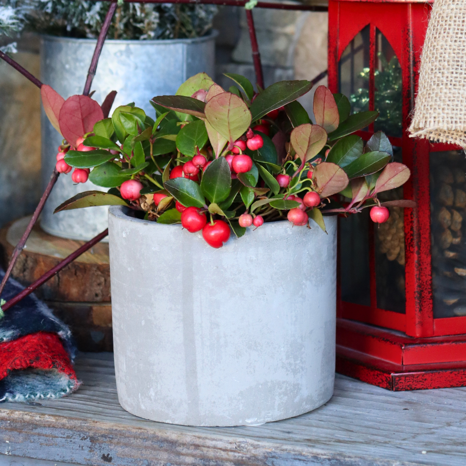 Wintergreen berries spilling out of pot