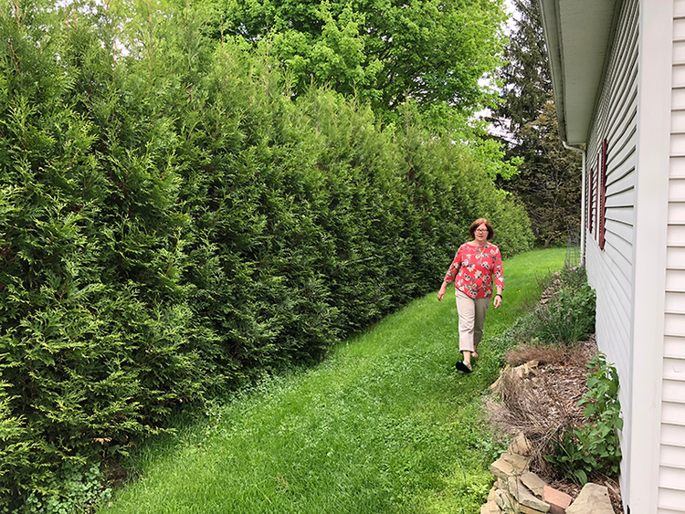 Woman walking along a grassy path next to a arborvitae hedge with a house on the right.