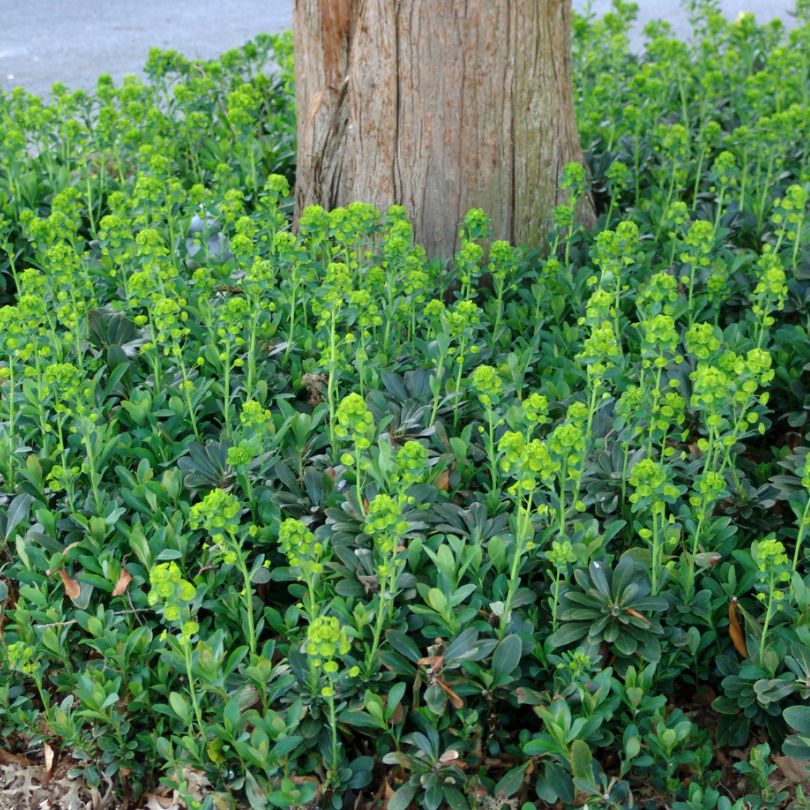 L'euphorbe des bois se caractérise par ses fleurs dressées jaune chartreuse et ses bractées discoïdes qui entourent l'arbre.