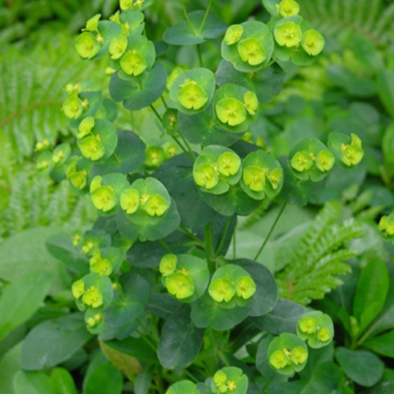 Gros plan sur les fleurs jaune chartreuse de l'euphorbe des bois.