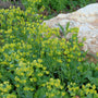 L'euphorbe des bois se caractérise par des fleurs dressées jaune chartreuse et des bractées en forme de disque.