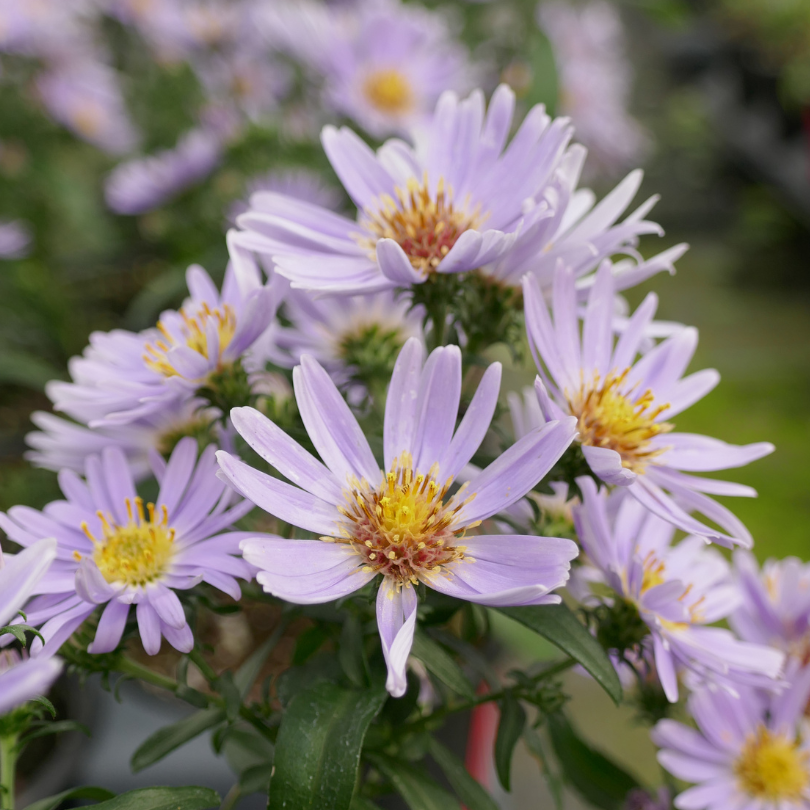 Close-up of blue/purple aster flowers with yellow centers on a blurred green background