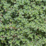 Up close image of fuzzy wooly thyme foliage