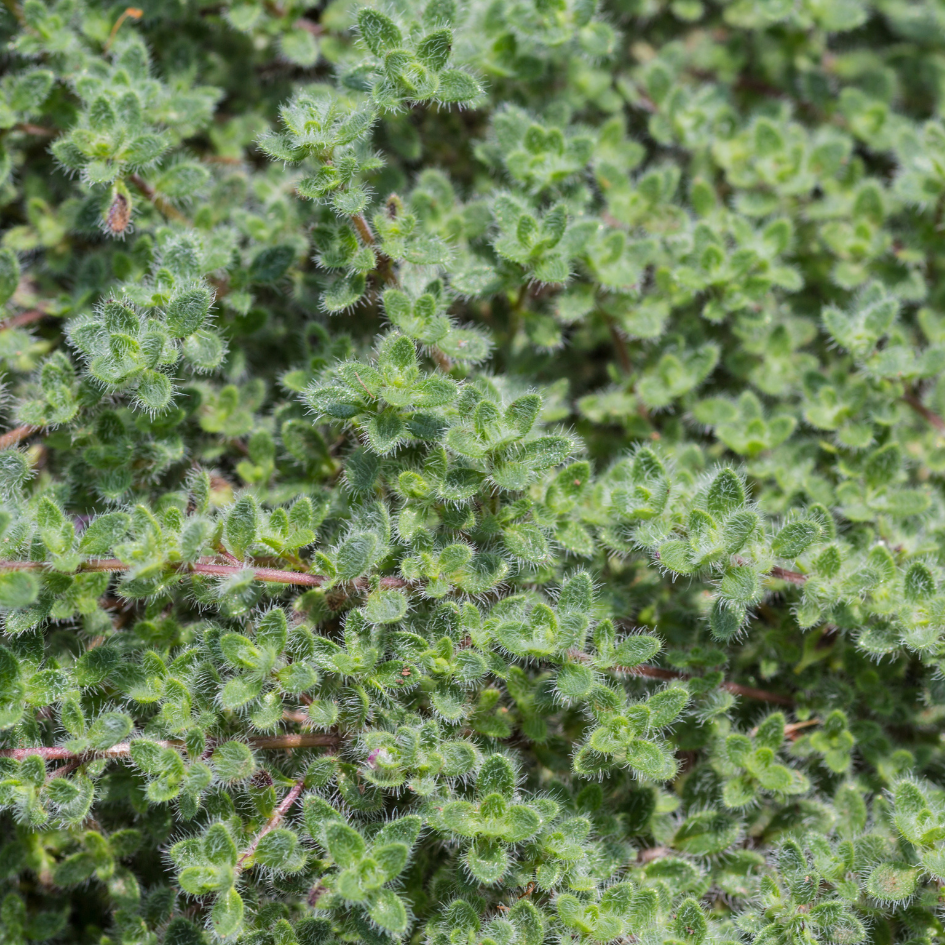 Up close image of fuzzy wooly thyme foliage