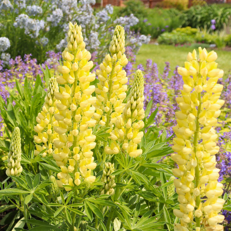 Lupins jaunes dans un jardin de vivaces ensoleillé