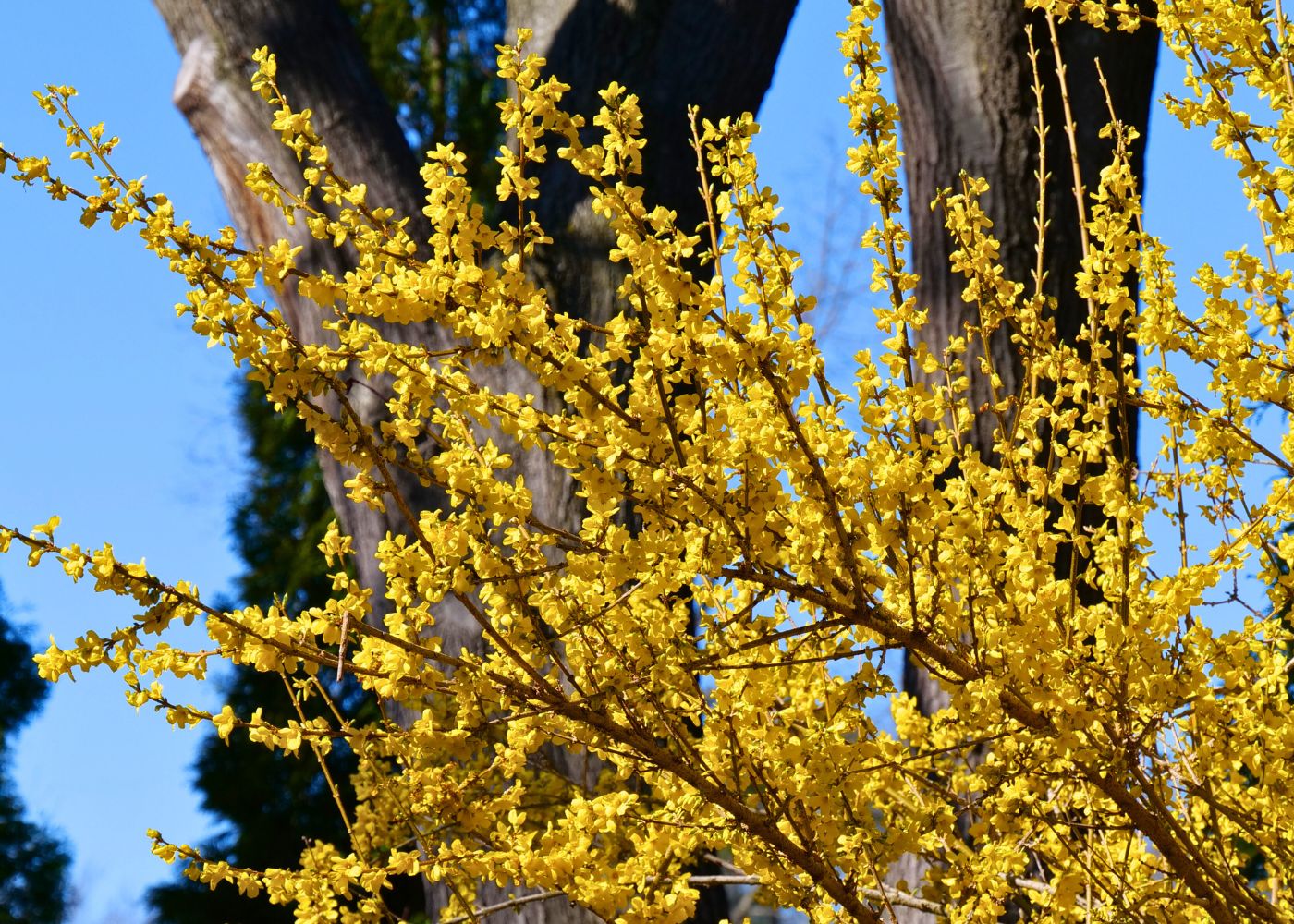 Yellow forsythia flowers in spring