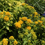 Close up image of yellow milkweed flowers