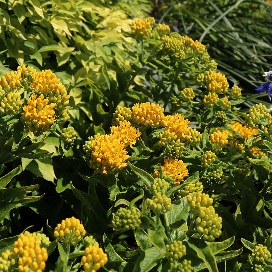 Close up image of yellow milkweed flowers