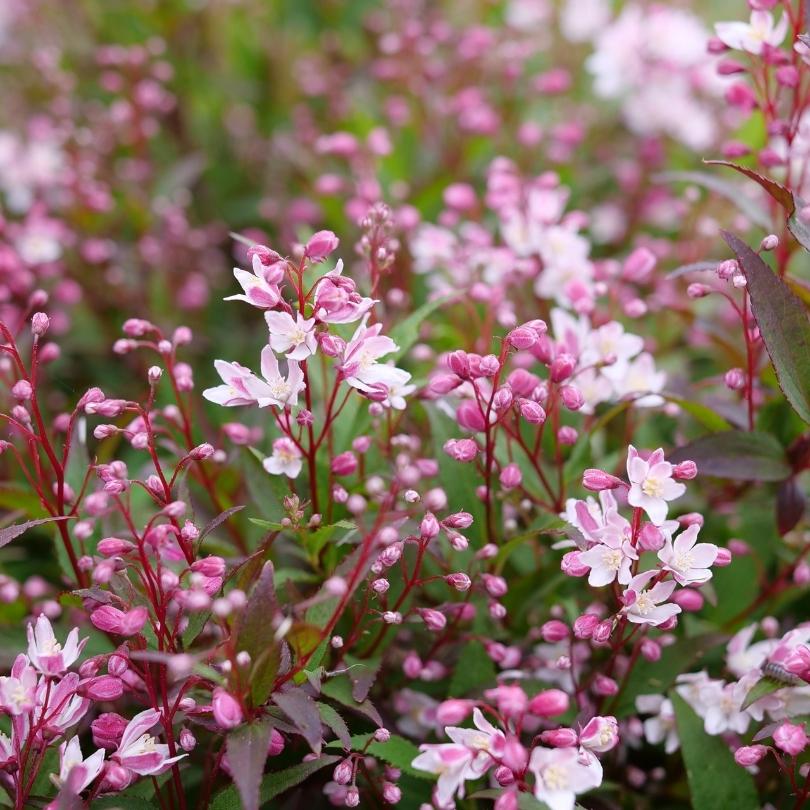 Gros plan sur des fleurs roses et blanches à feuilles vertes dans un jardin