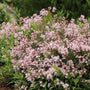 Yuki Cherry Blossom® 2.0 avec des fleurs roses et des feuilles vertes dans un cadre naturel