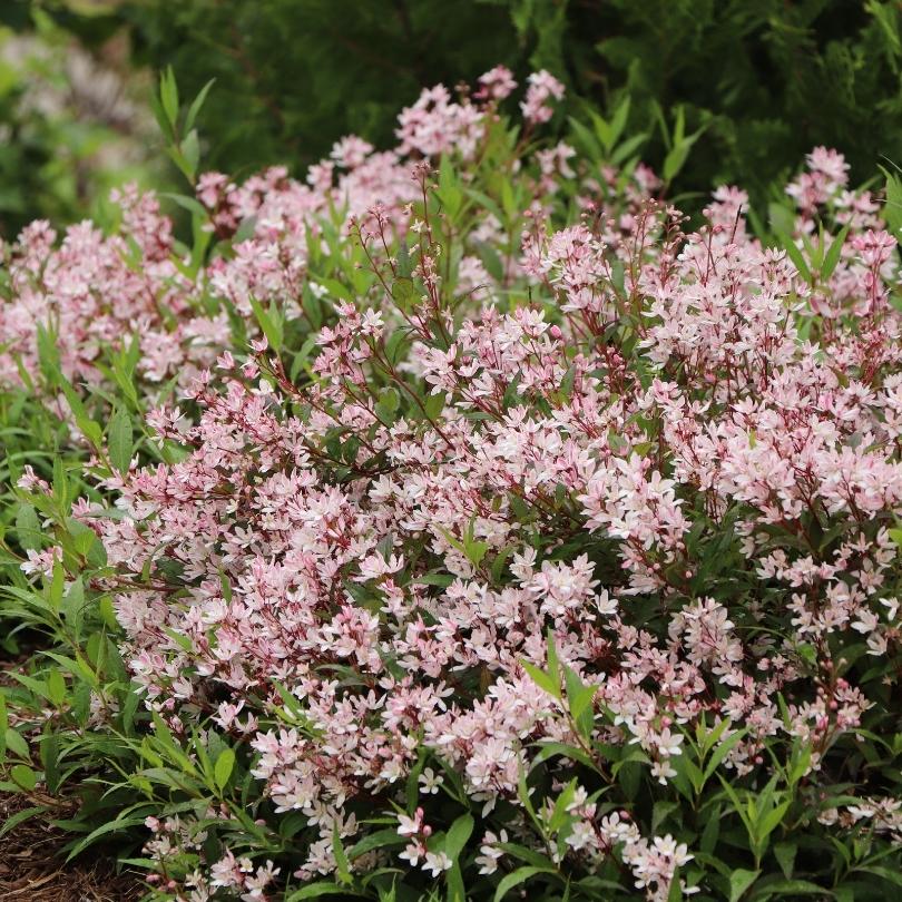 Yuki Cherry Blossom® 2.0 avec des fleurs roses et des feuilles vertes dans un cadre naturel