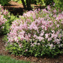 Yuki Cherry Blossom® 2.0 avec des fleurs roses et des feuilles vertes dans un cadre de jardin