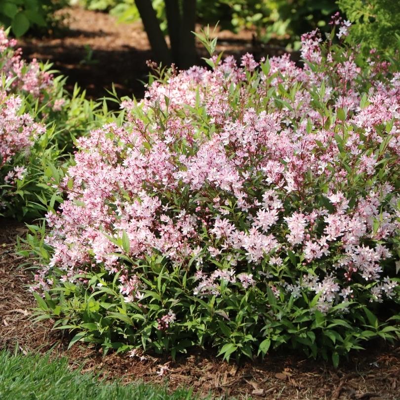 Yuki Cherry Blossom® 2.0 avec des fleurs roses et des feuilles vertes dans un cadre de jardin