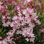 Gros plan sur des fleurs roses et blanches à feuilles vertes