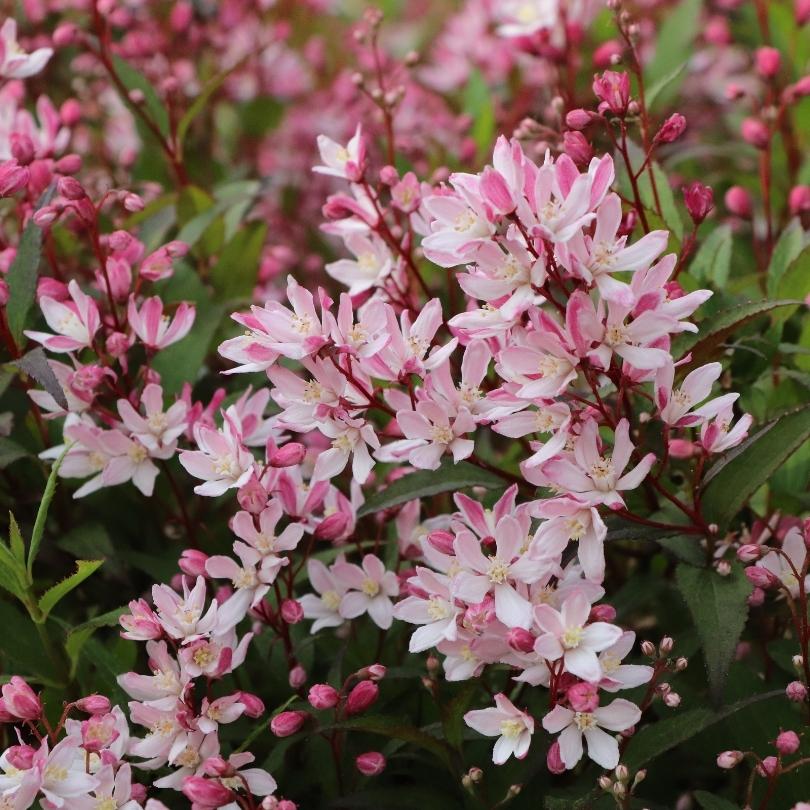 Gros plan sur des fleurs roses et blanches à feuilles vertes