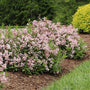 Yuki Cherry Blossom® 2.0 avec des fleurs roses dans un cadre de jardin
