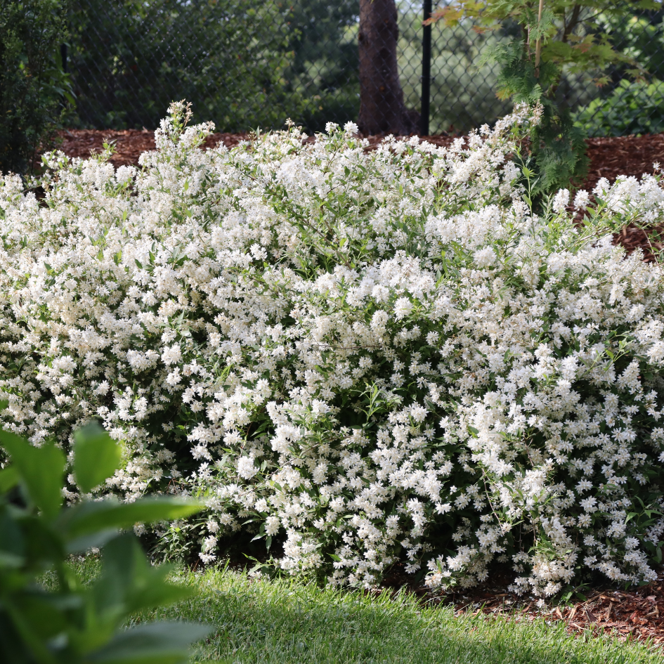 White deutzia flowers shining bright in the landscape