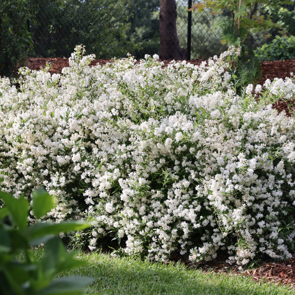 Yuki Snowflake® Deutzia | Proven Winners – Great Garden Plants