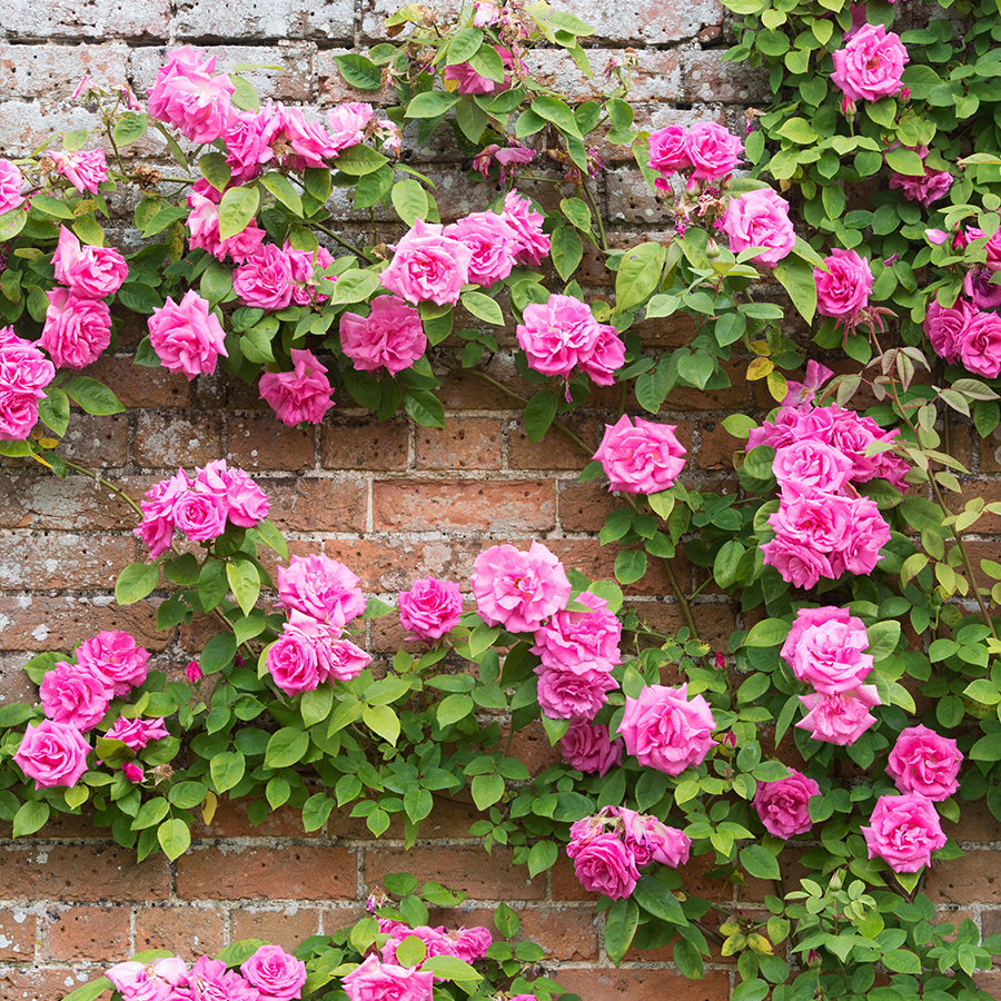 Bright pink climbing rose scaling a wall