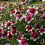 Gros plan sur des fleurs de coreopsis blanches et roses