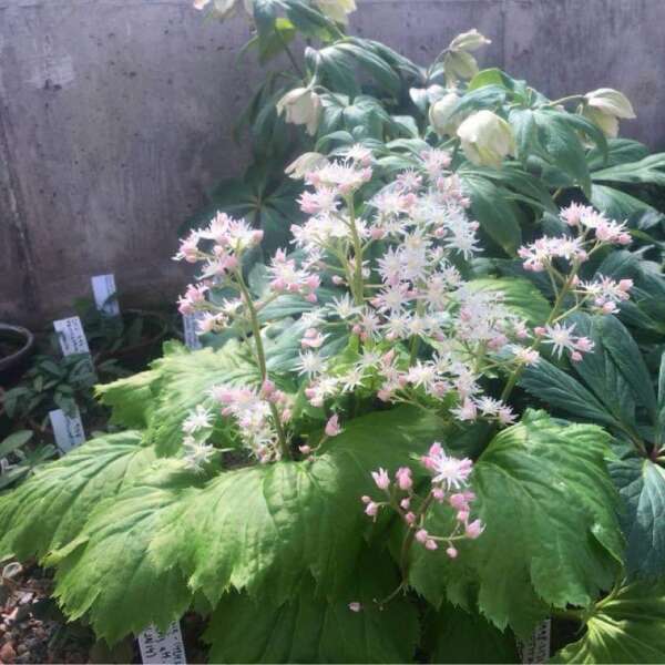 Fusion of Fire Oredenia has blushing pink flowers in spring.