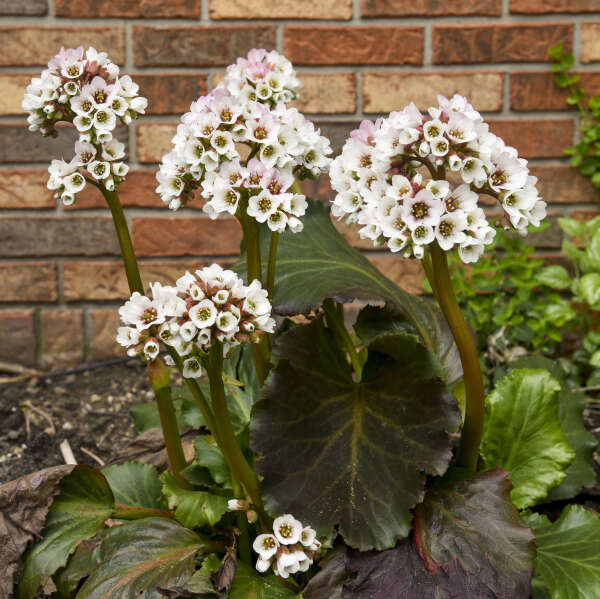 Happily Ever After' Pigsqueak For Sale | Perennials – Great Garden