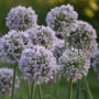Close up of pale lilac flowers on top of blue-green foliage