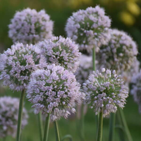 Close up of pale lilac flowers on top of blue-green foliage
