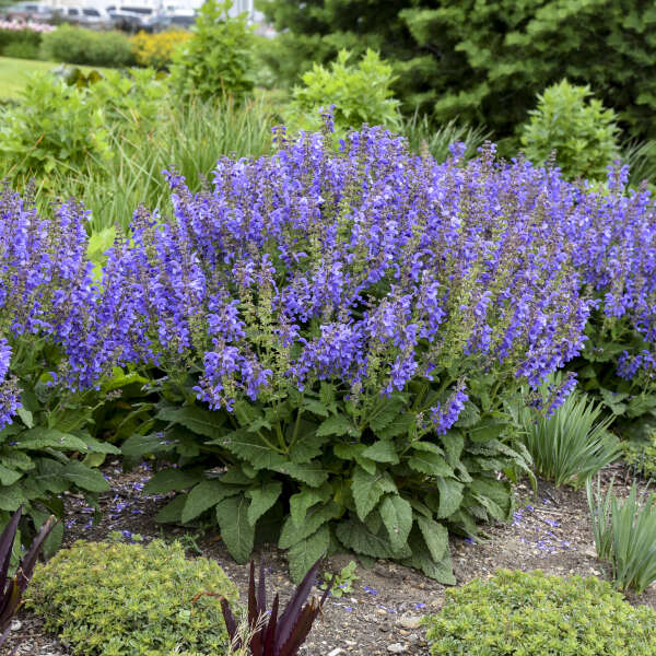 Living Large™ Big Sky Salvia supersize salvia in garden.