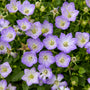 Gros plan sur les fleurs violet pâle de Mini Marvels™ Twilight Bellflower.