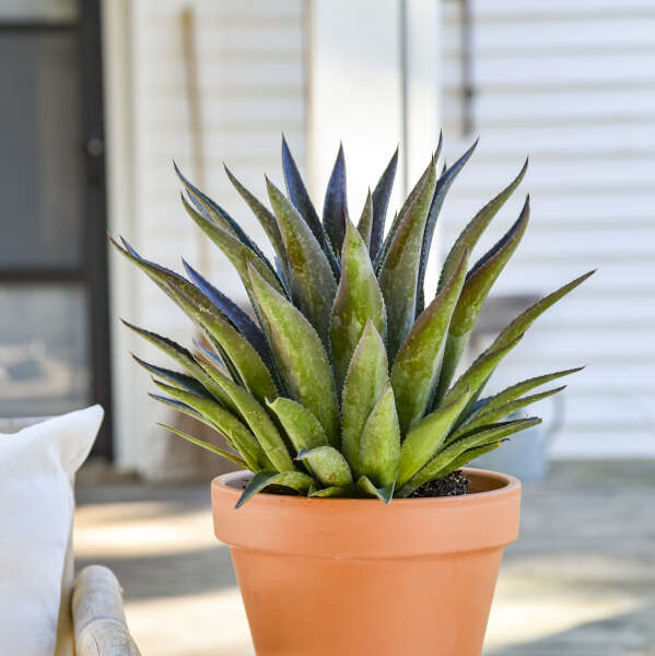 Mangave planté dans un pot en terre cuite