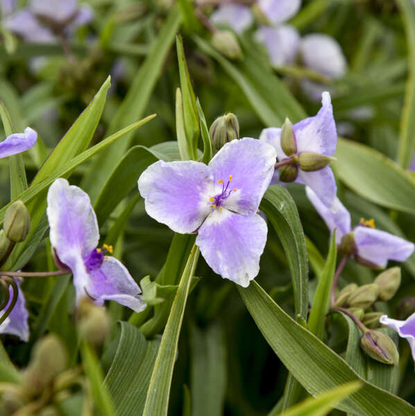 Webmaster' Spiderwort | Proven Winners – Great Garden Plants