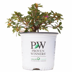 1 gallon Proven Winners Shrub